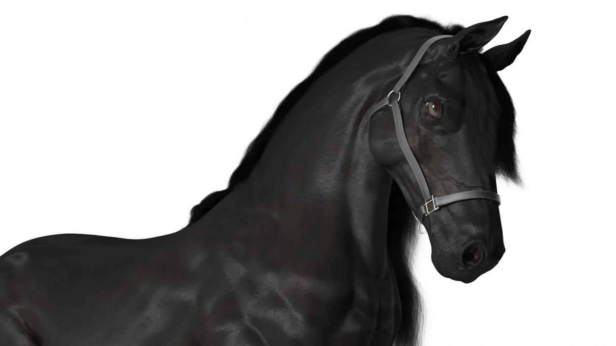 3D Walking Friesian Horse Fur