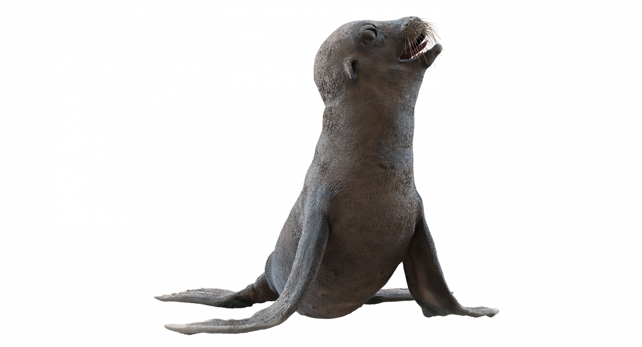 3D model Sea Lion Wet Seating Pose