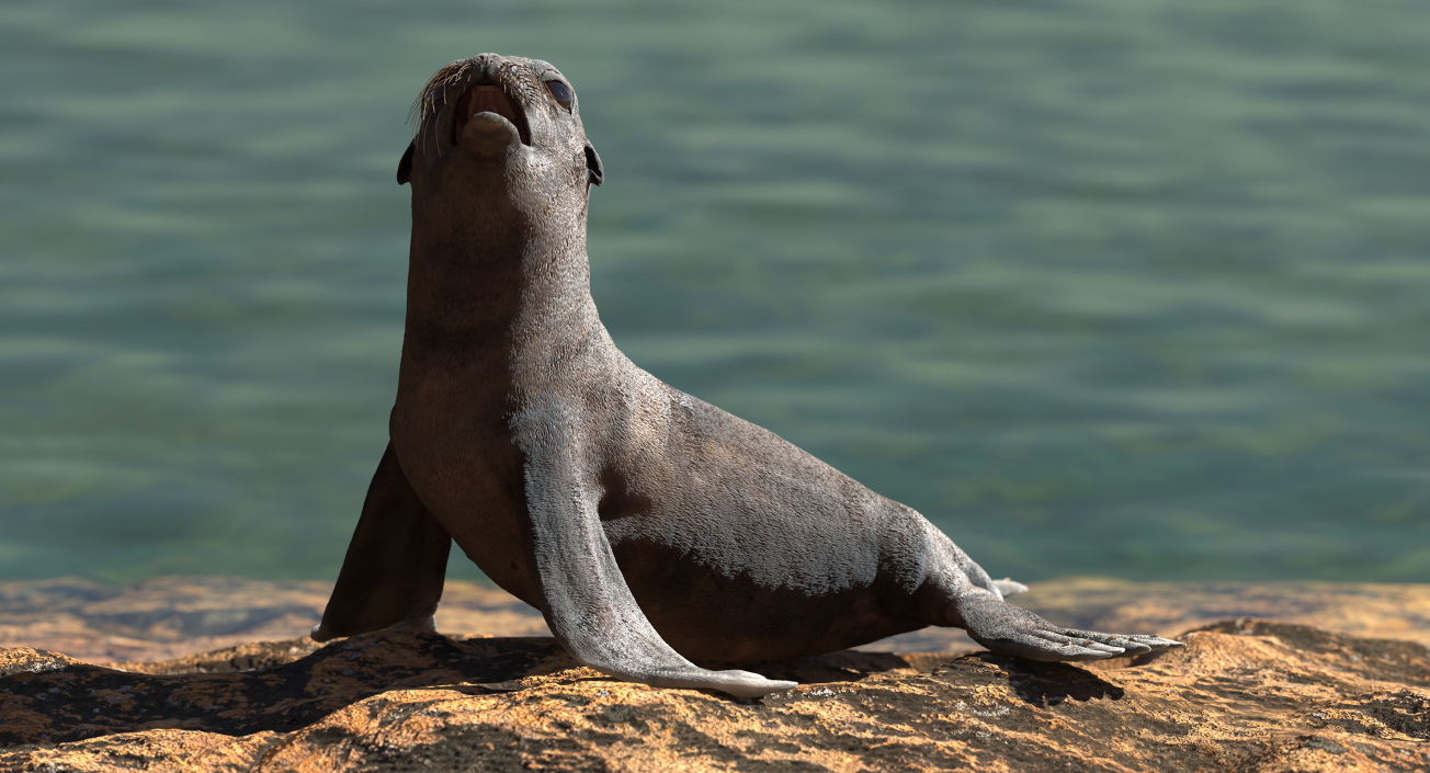 3D model Sea Lion Wet Seating Pose