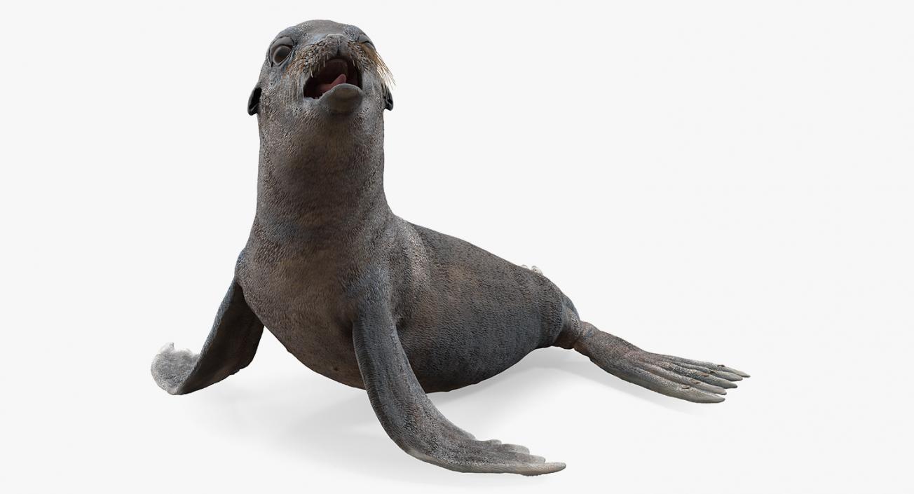 3D model Sea Lion Wet Seating Pose