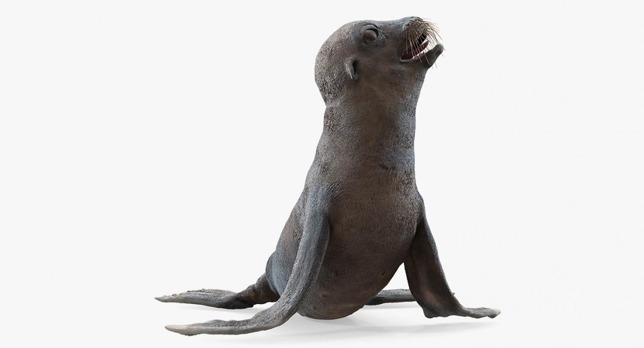 3D model Sea Lion Wet Seating Pose