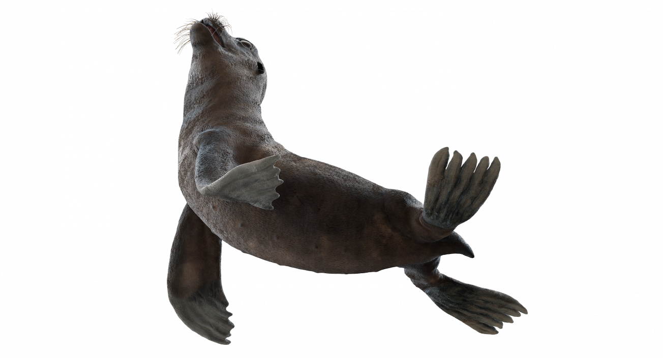 3D model Sea Lion Wet Seating Pose