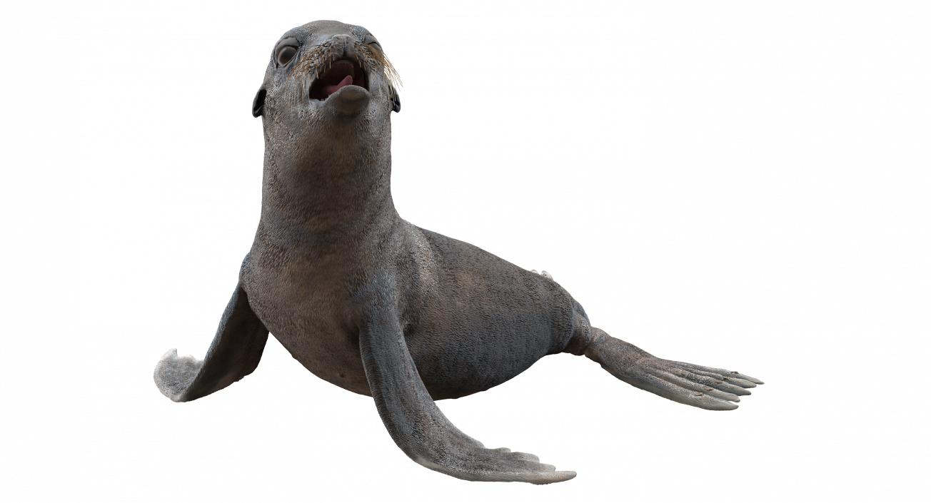 3D model Sea Lion Wet Seating Pose