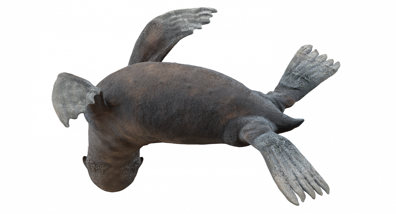 3D model Sea Lion Wet Seating Pose