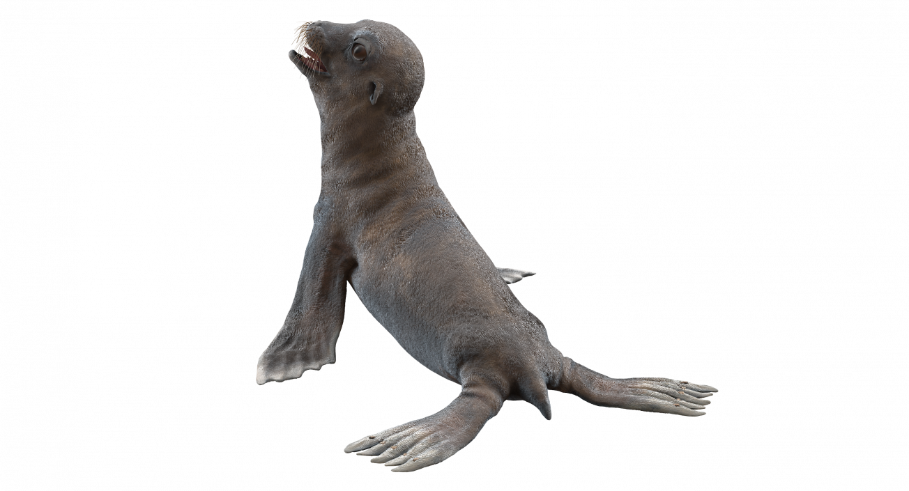 3D model Sea Lion Wet Seating Pose