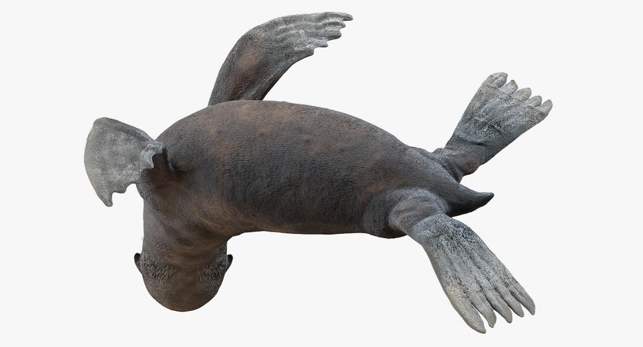 3D model Sea Lion Wet Seating Pose