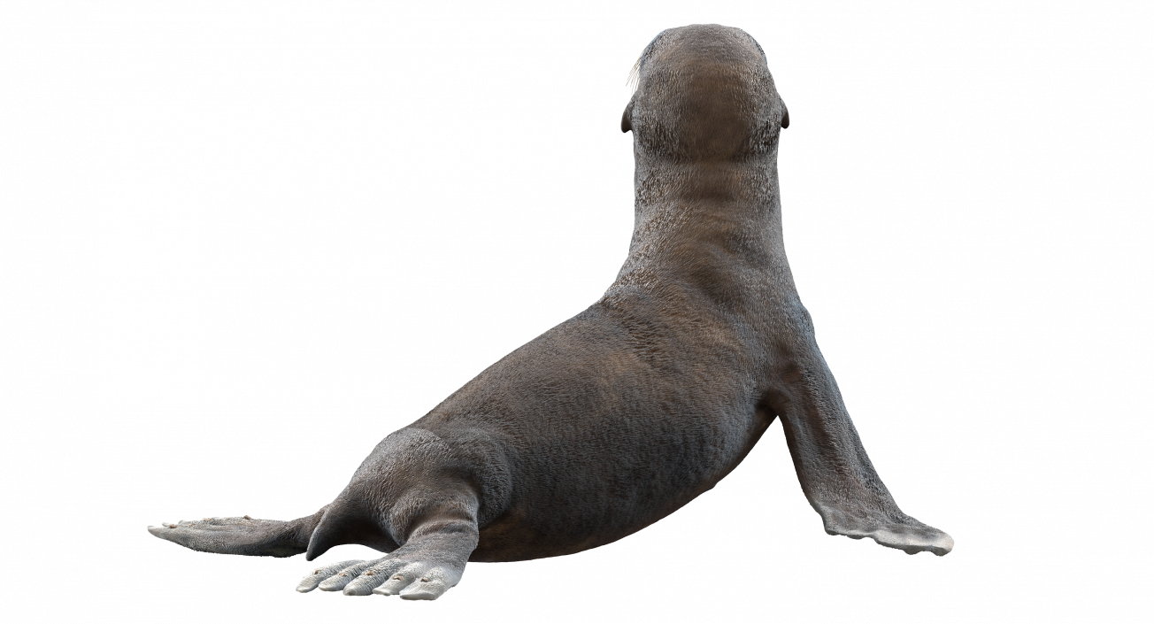 3D model Sea Lion Wet Seating Pose