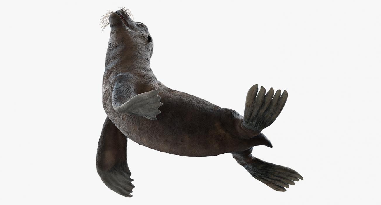 3D model Sea Lion Wet Seating Pose