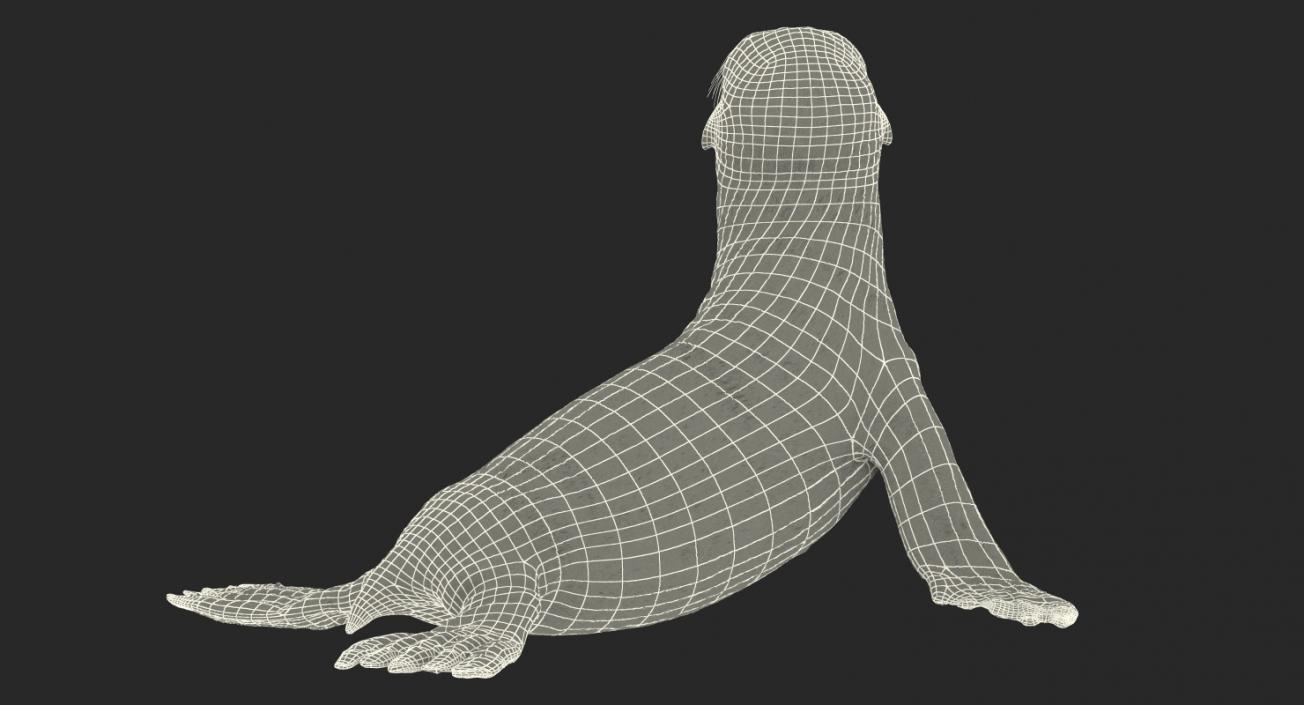 3D model Sea Lion Wet Seating Pose