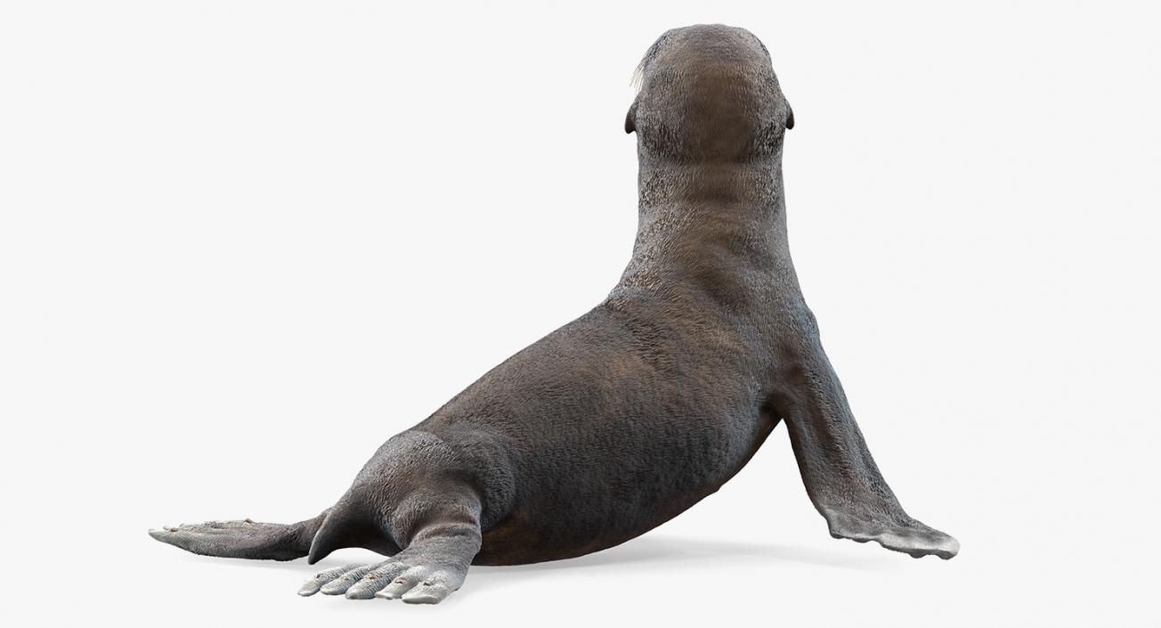 3D model Sea Lion Wet Seating Pose