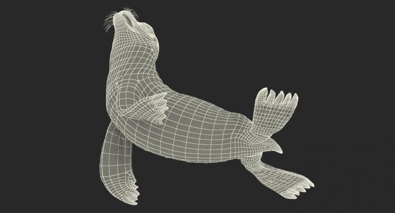 3D model Sea Lion Wet Seating Pose