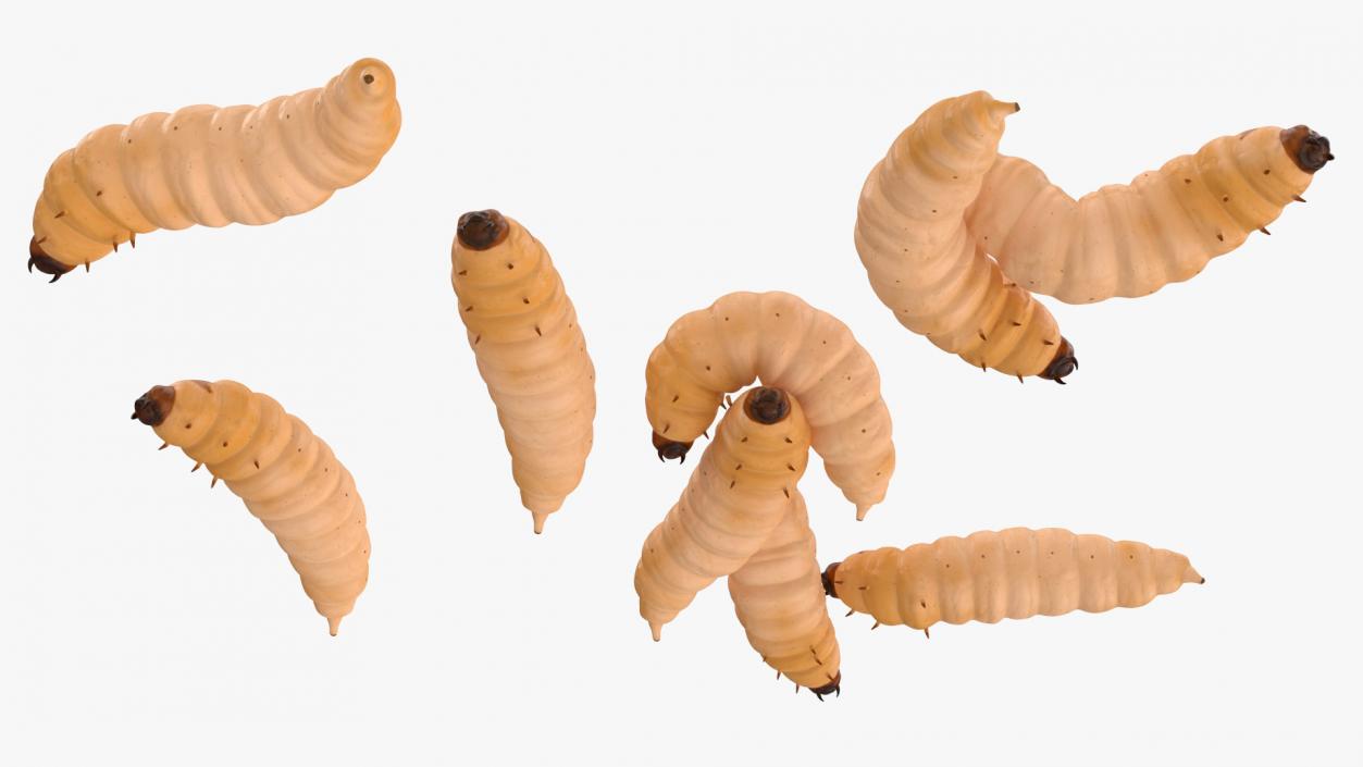 3D Maggot Fly Scene