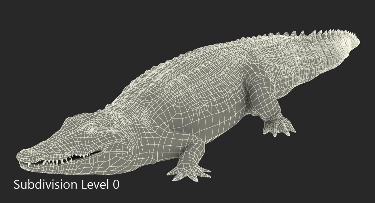 Crocodile Walking 3D