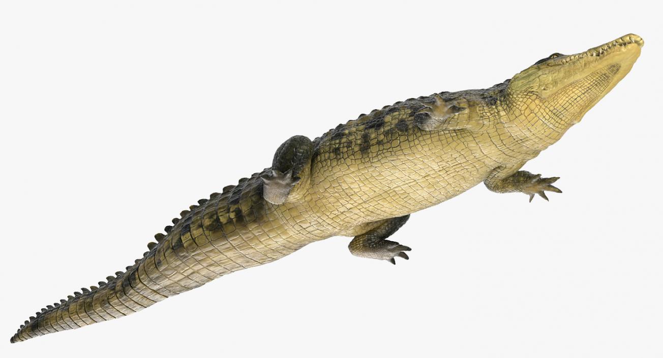 Crocodile Walking 3D