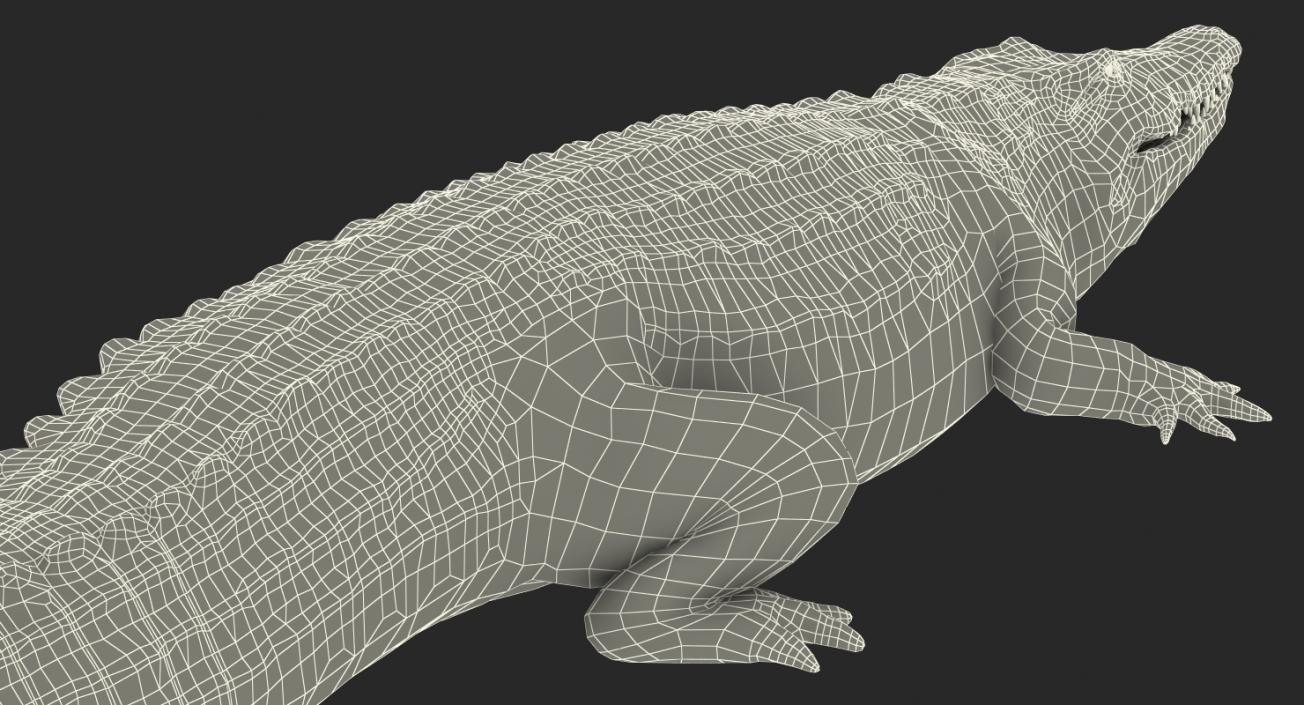 Crocodile Walking 3D