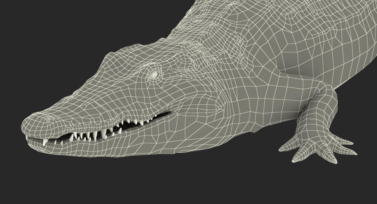 Crocodile Walking 3D