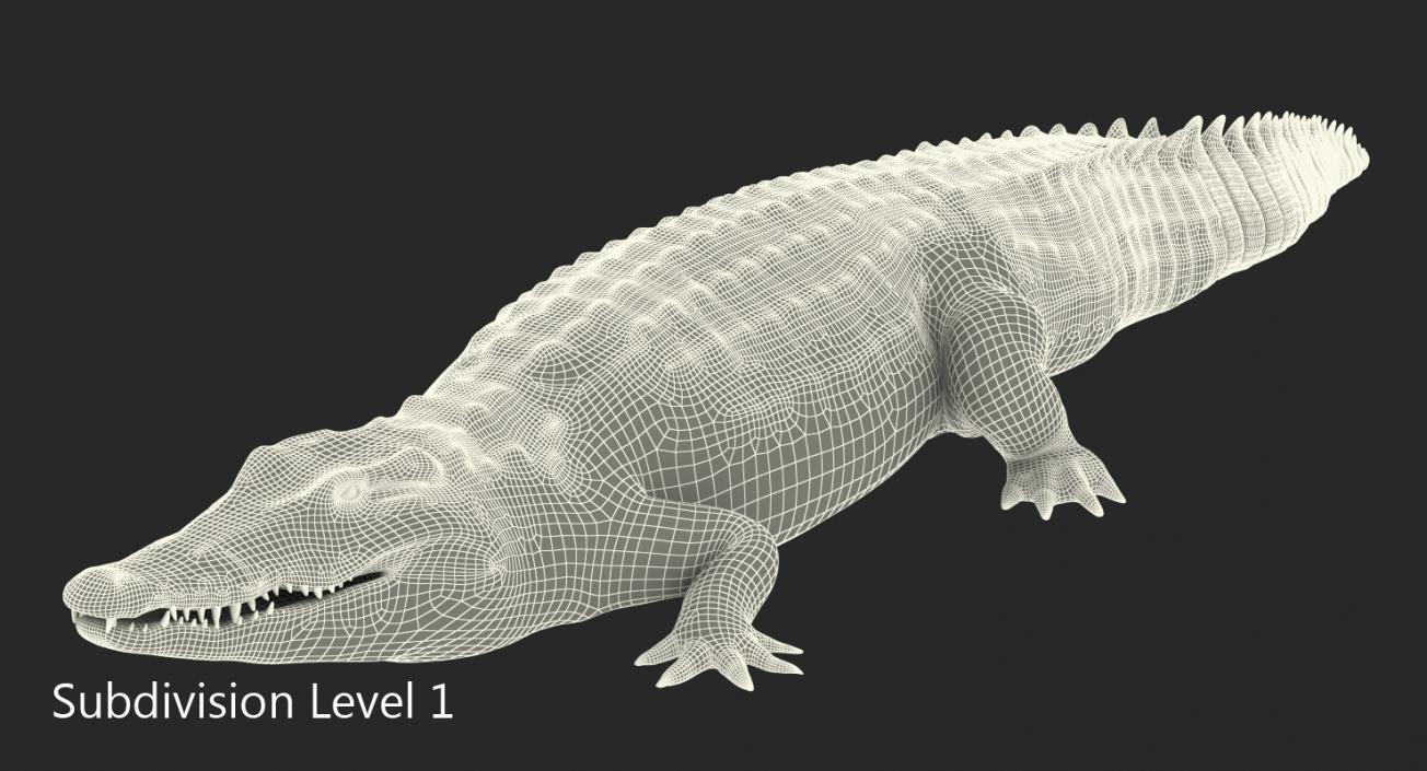 Crocodile Walking 3D