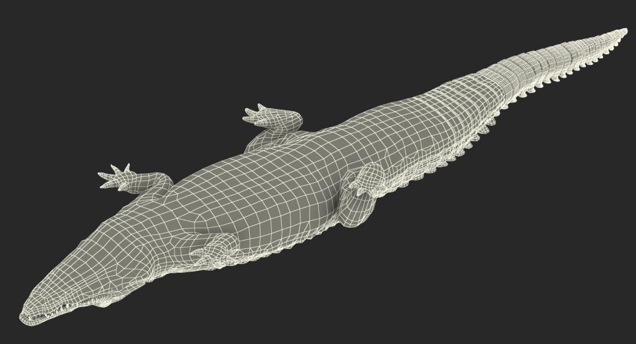 Crocodile Walking 3D