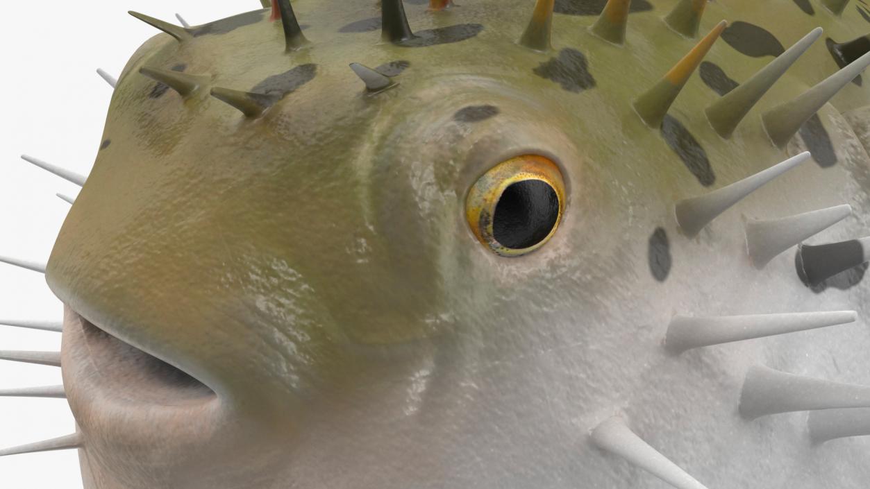 3D model Inflated Puffer Fish