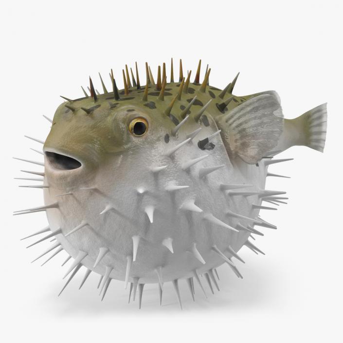 3D model Inflated Puffer Fish