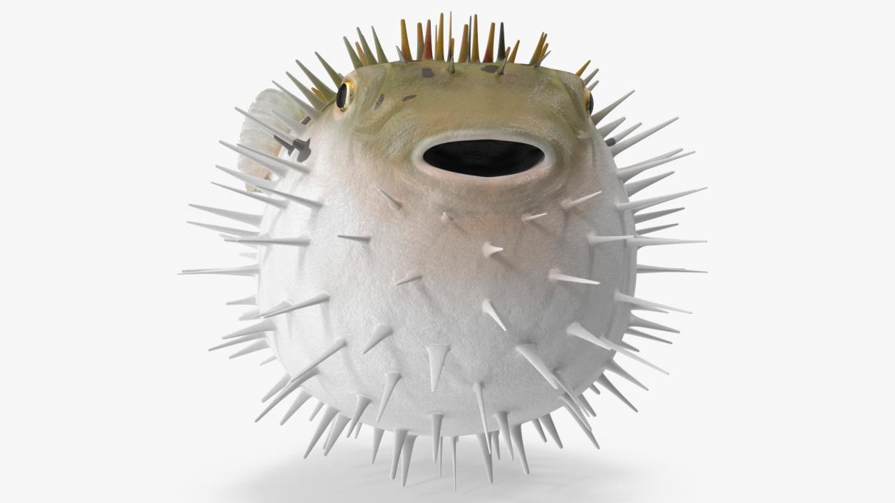 3D model Inflated Puffer Fish