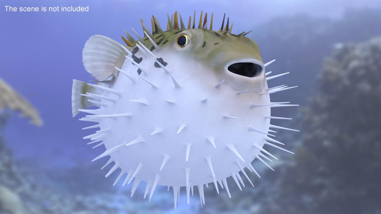 3D model Inflated Puffer Fish