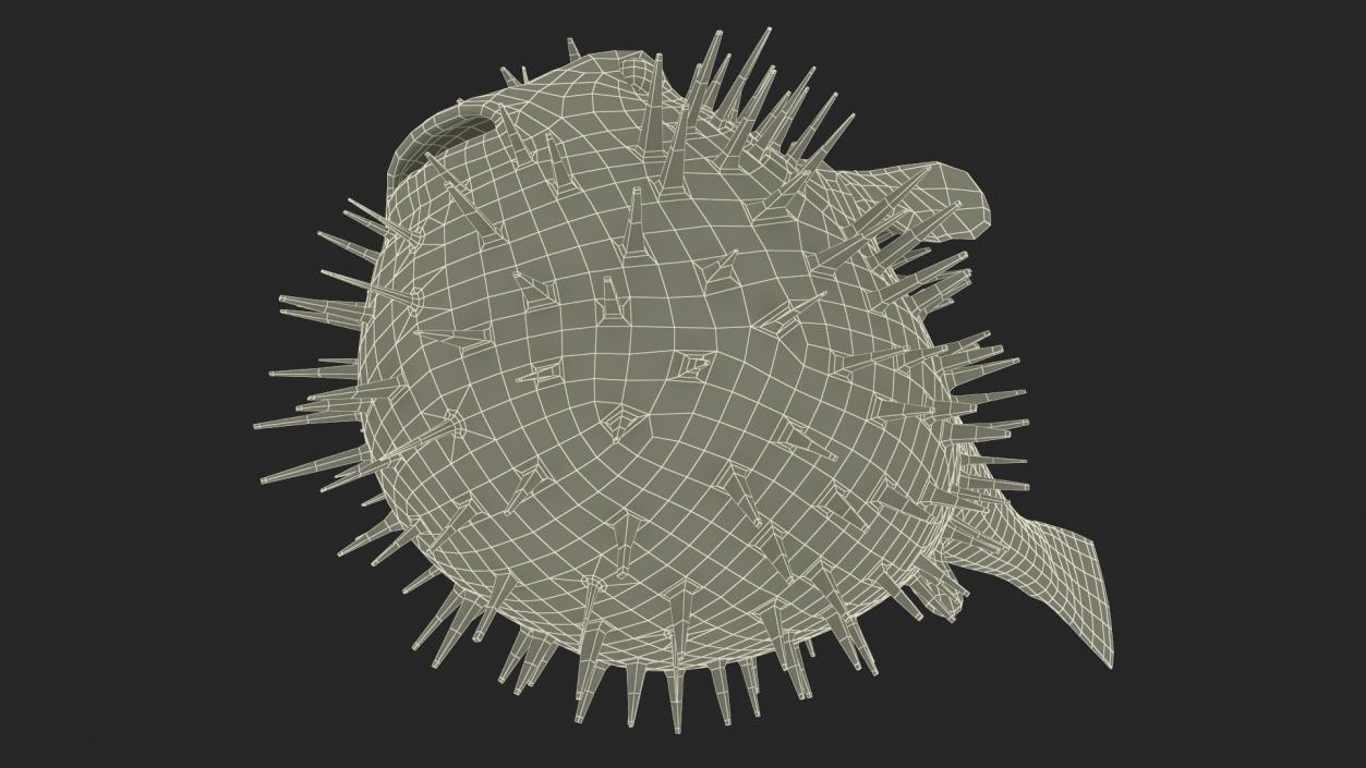 3D model Inflated Puffer Fish