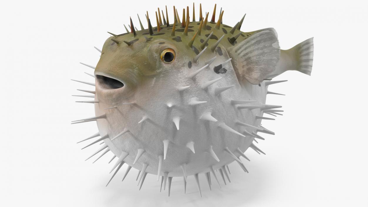 3D model Inflated Puffer Fish