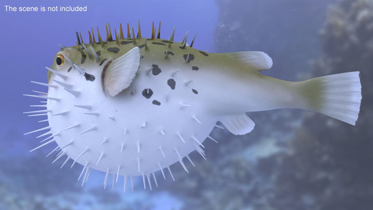 3D model Inflated Puffer Fish