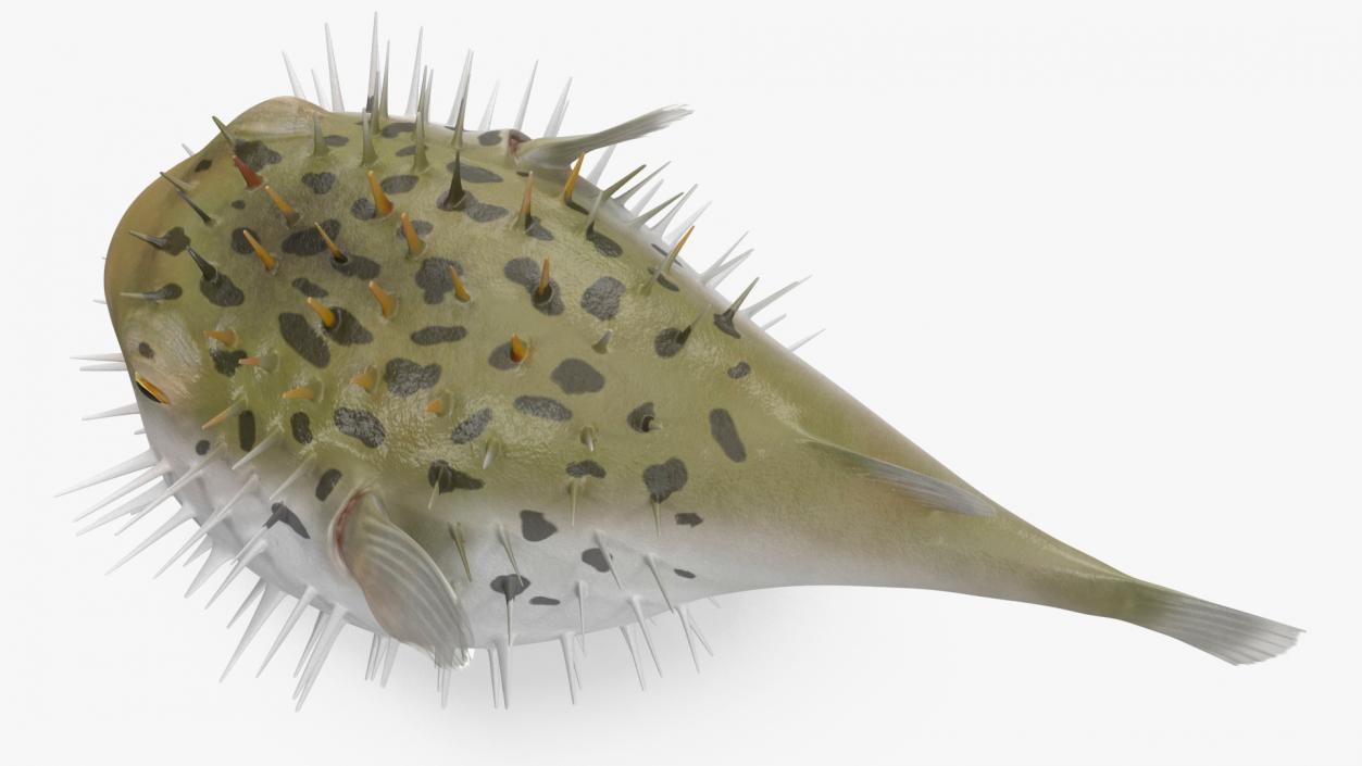 3D model Inflated Puffer Fish