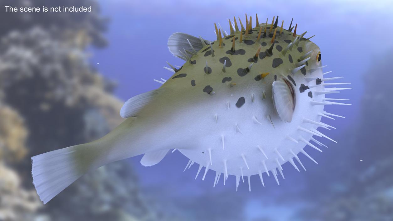 3D model Inflated Puffer Fish