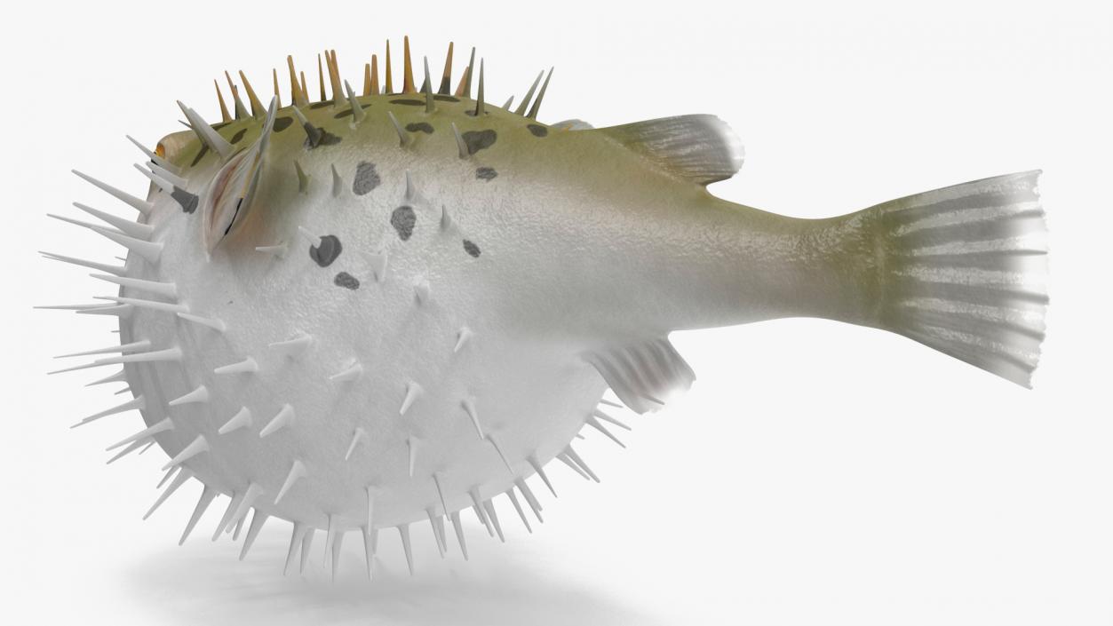 3D model Inflated Puffer Fish