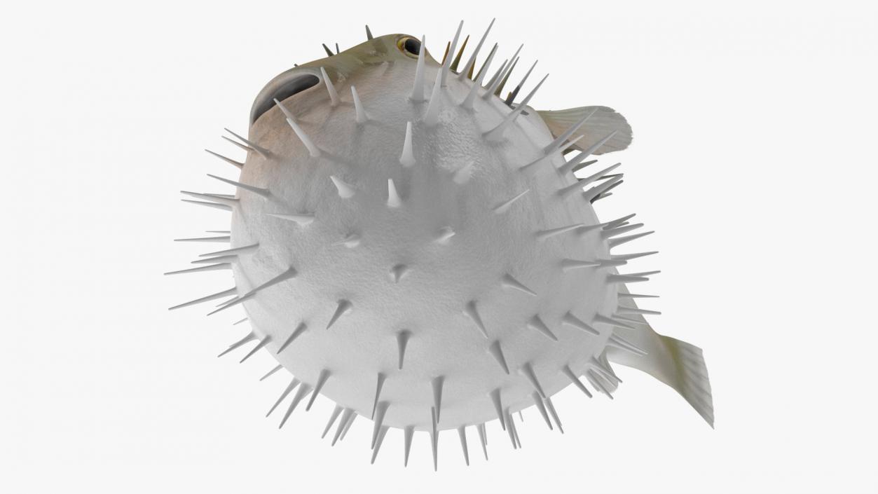 3D model Inflated Puffer Fish