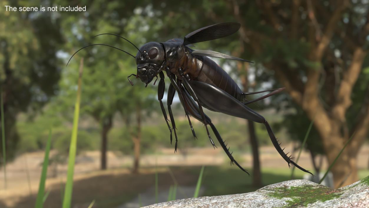 Field Cricket Rigged for Maya 3D model