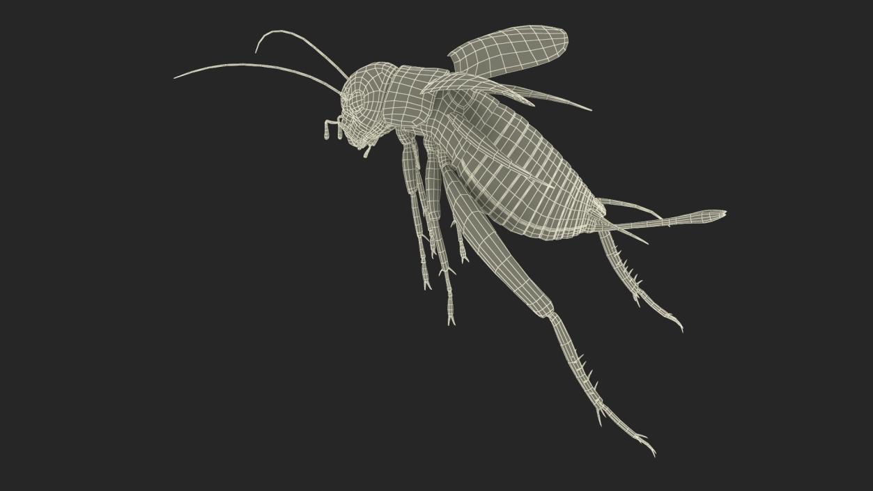 Field Cricket Rigged for Maya 3D model