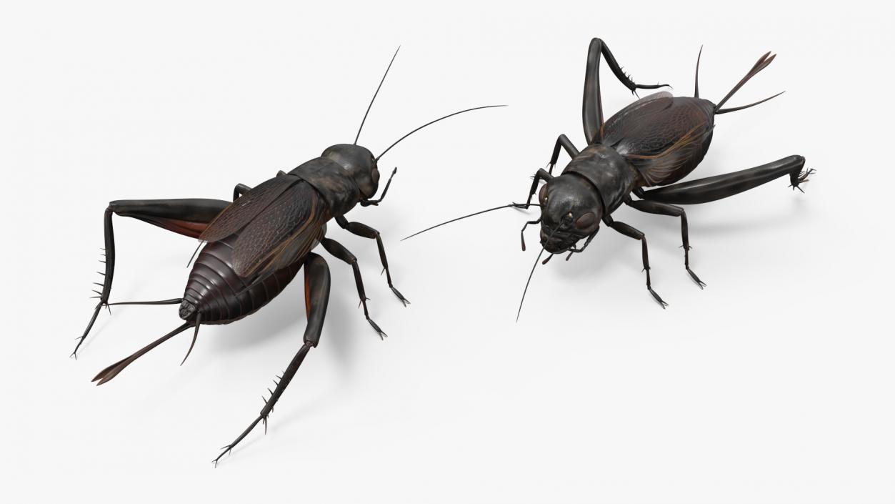 Field Cricket Rigged for Maya 3D model