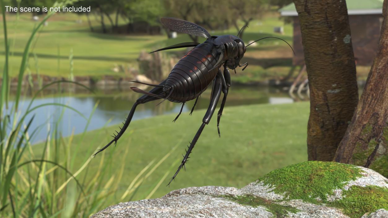 Field Cricket Rigged for Maya 3D model