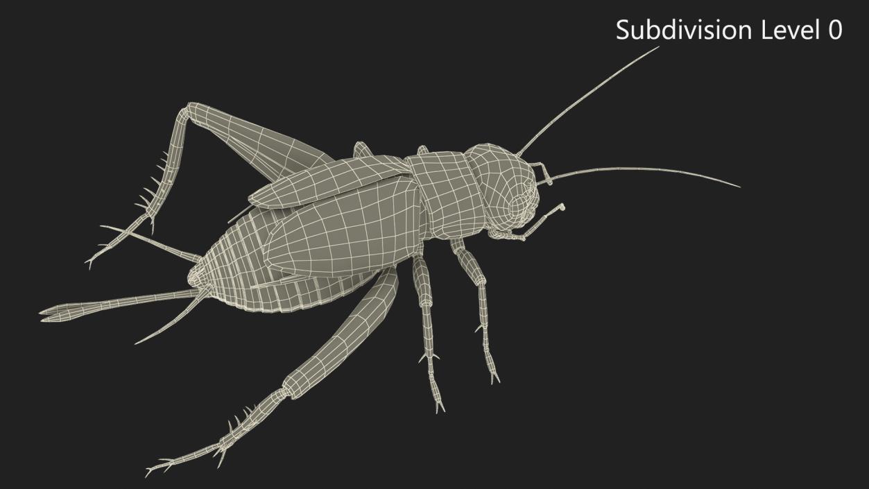 Field Cricket Rigged for Maya 3D model