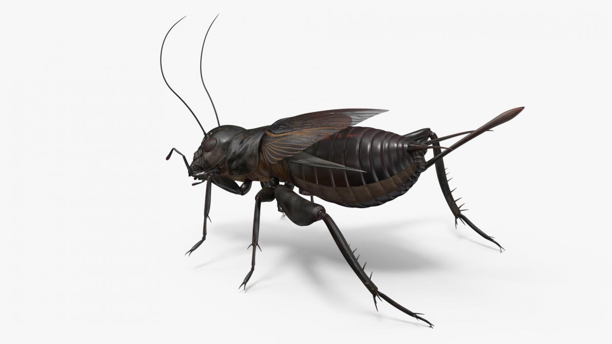 Field Cricket Rigged for Maya 3D model