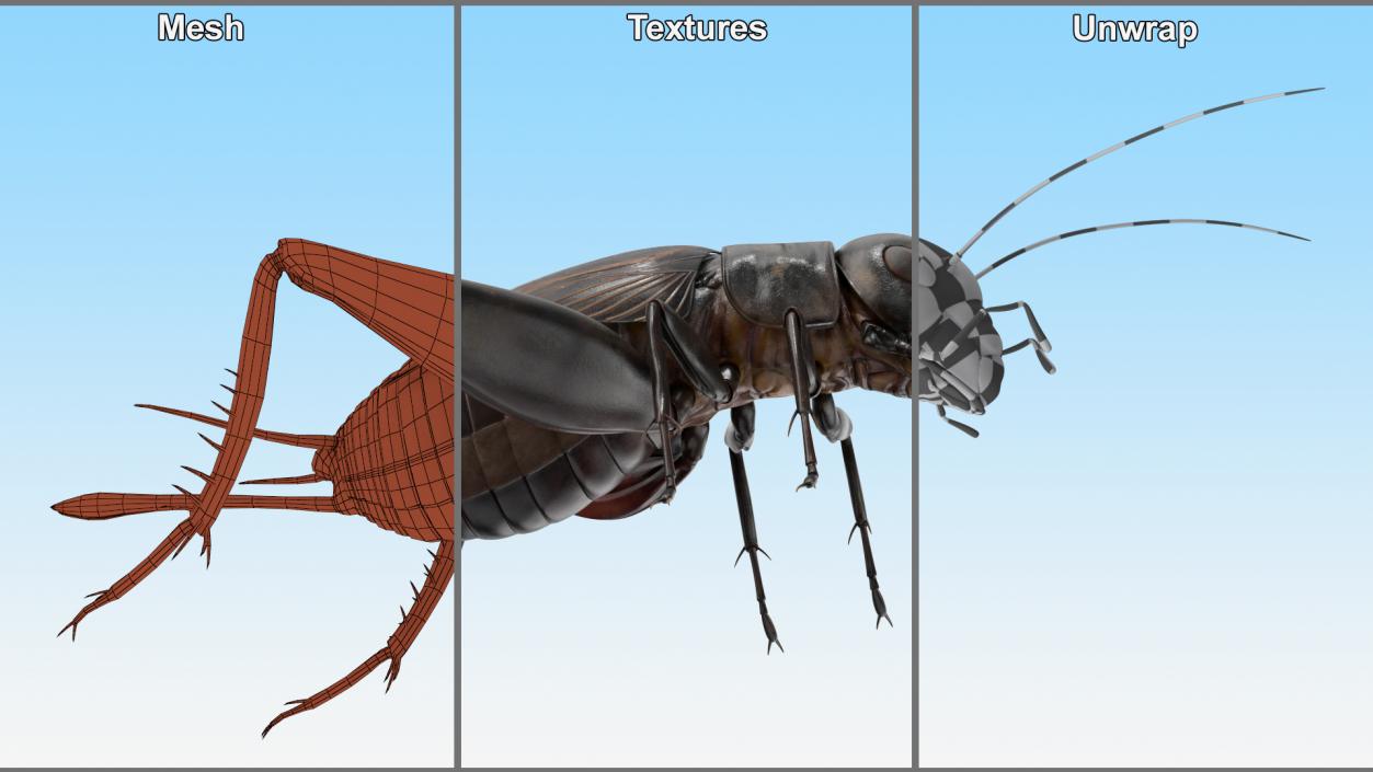 Field Cricket Rigged for Maya 3D model