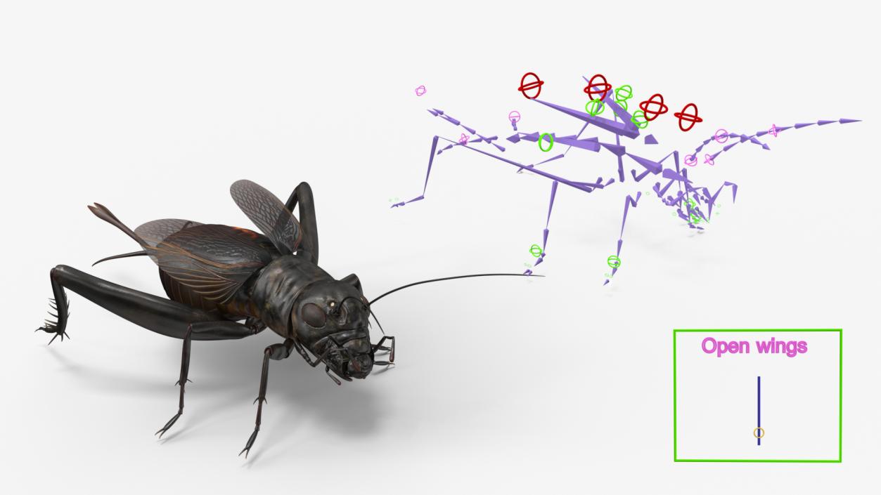 Field Cricket Rigged for Maya 3D model