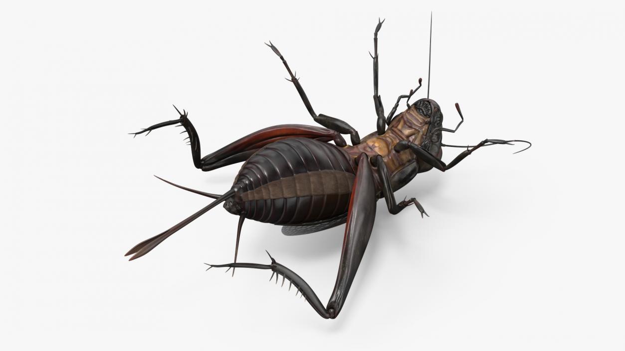 Field Cricket Rigged for Maya 3D model