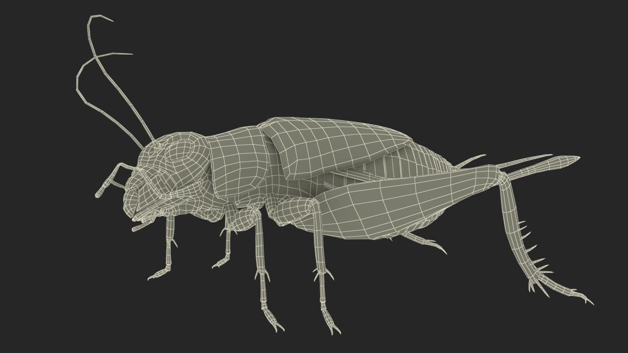 Field Cricket Rigged for Maya 3D model