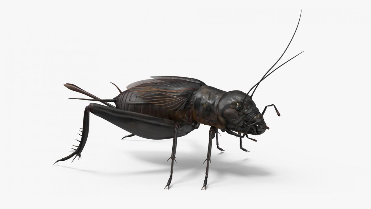 Field Cricket Rigged for Maya 3D model