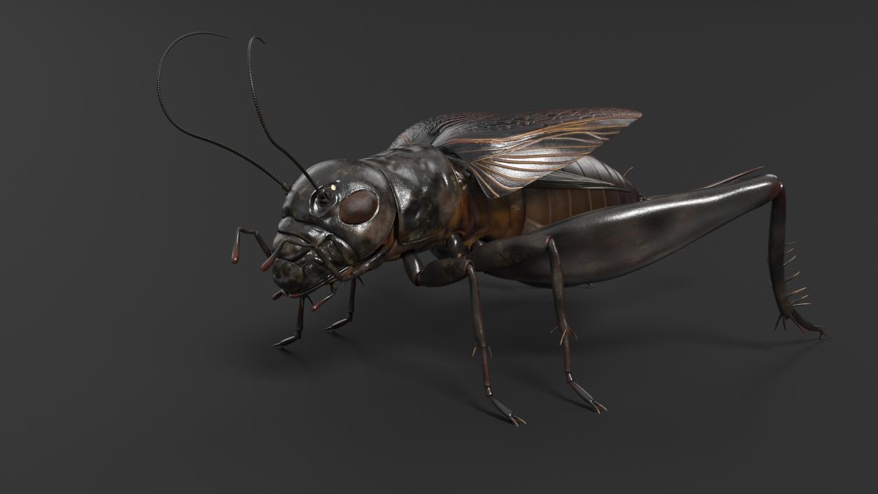 Field Cricket Rigged for Maya 3D model