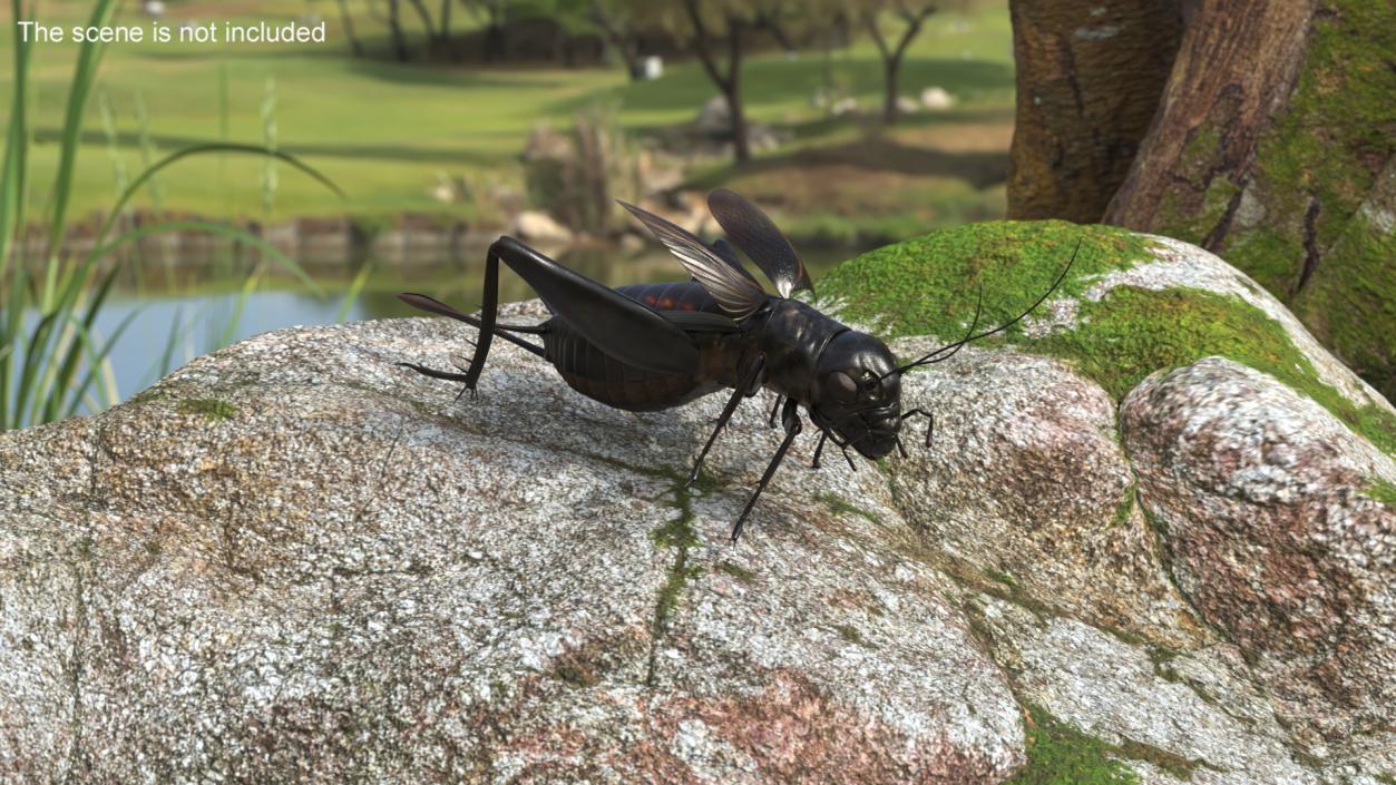 Field Cricket Rigged for Maya 3D model