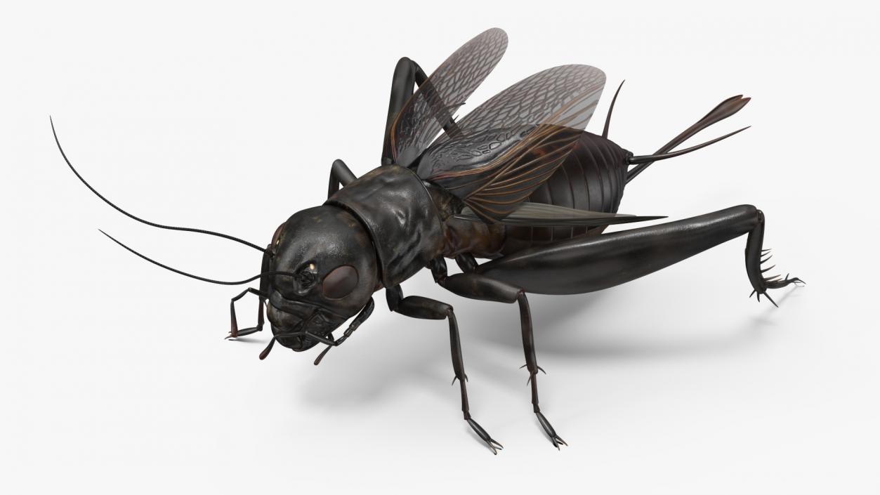 Field Cricket Rigged for Maya 3D model