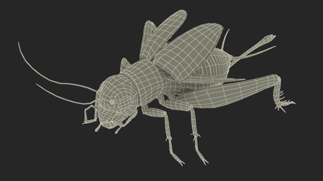 Field Cricket Rigged for Maya 3D model