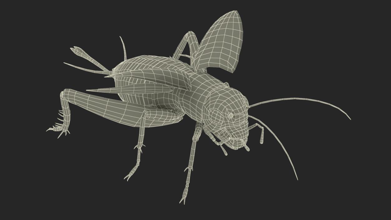 Field Cricket Rigged for Maya 3D model