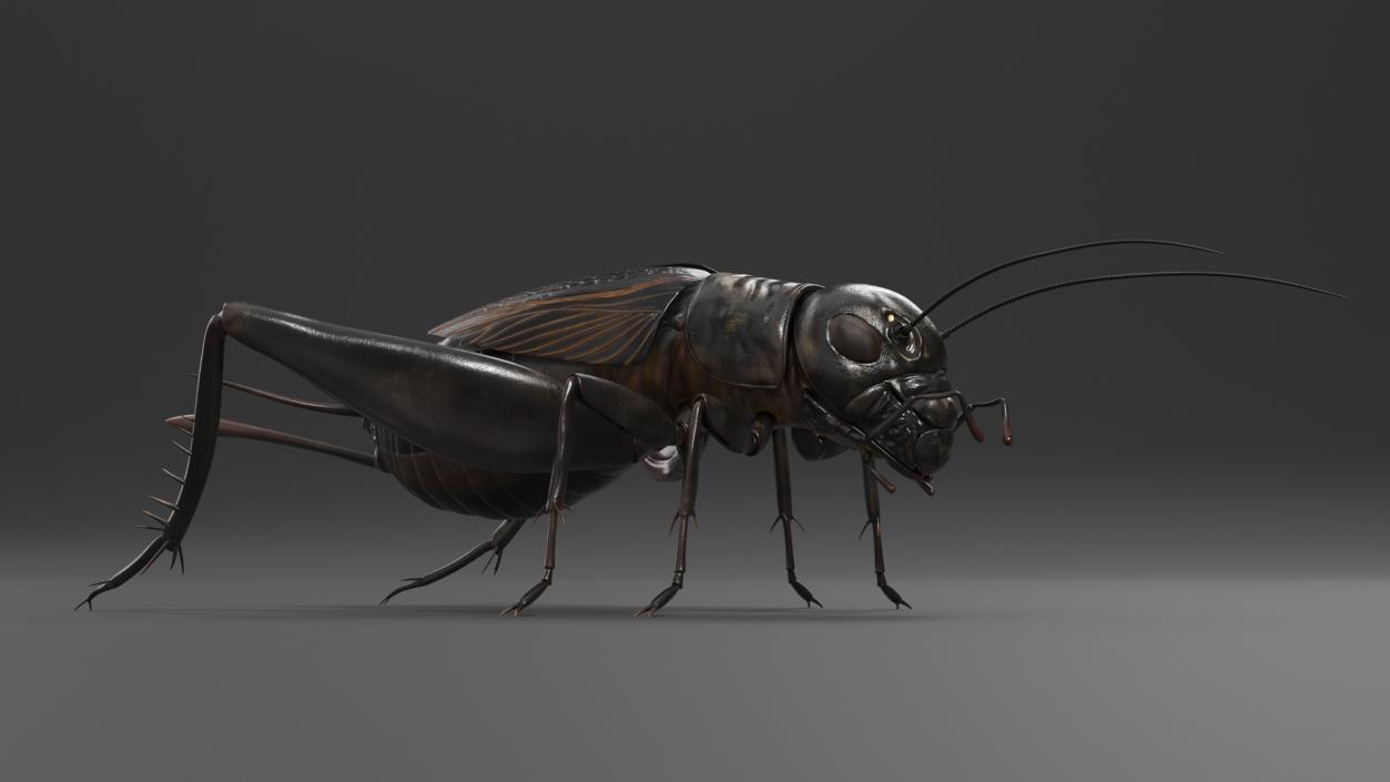 Field Cricket Rigged for Maya 3D model